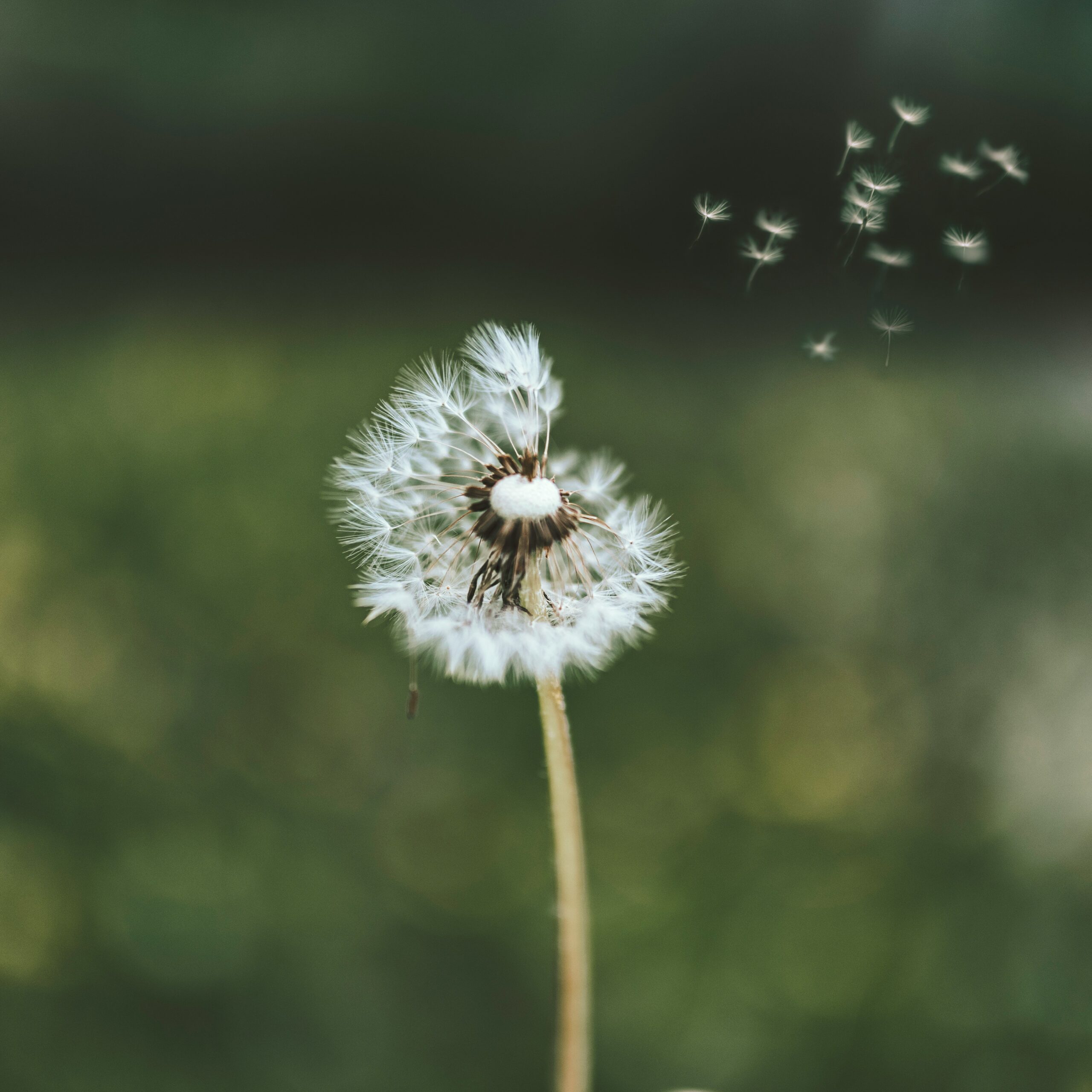 sandra-seitamaa-a7e71c0jSgQ-unsplash